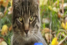 猫咪眼睛发炎的症状，会出现流眼泪的情况