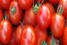 西红柿卷叶的原因，水分不足和农药使用不当会导致