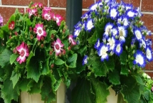 瓜叶菊的养护方法，平时要按照“不干不浇、浇则浇透”的原则提供水分