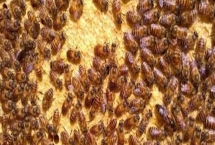 如何直接介入蜂王，将蜂王直接介入蜂群中即可