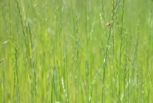 黑麦草的种植技术，一般在春季或秋季进行
