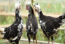 养殖贵妃鸡需要什么环境,需提供充足的光照、保持适宜的温湿度