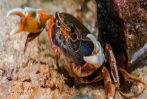 螃蟹一共有多少条腿，2只螯足加8只步足