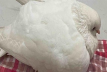 鸽子无精怎么治疗，视情况对种鸽采取减肥、补充维生素等措施