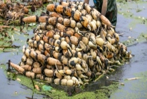 如何种植莲藕，通常在池塘或者稻田中种植