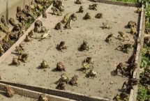 蟾蜍如何安全越冬，进入冬眠时加强营养