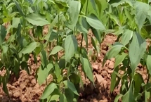 洋姜的种植方式，喜欢冷爽干燥的环境