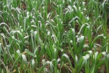 大蒜扎辫原因和预防方法，遇到低温容易因二次生长而扎辫