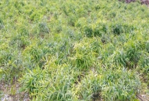 如何种植黄精，生长期间要及时除草