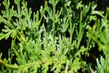 什么是卷柏，属于卷柏科复苏植物