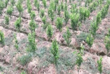 吉育649大豆种子特征特性，一般4月下旬至5月上旬播种