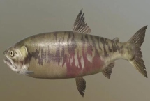 东北冷水鱼的品种，常见这5种