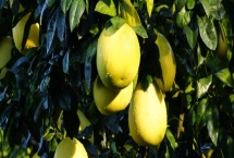 采摘柚子之后怎么管理，可在根部周围填埋农家粪肥