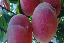 黑桃皇后的价格,品种不同价格也不同