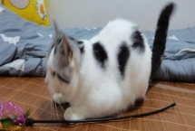 猫反复发烧怎么处理，先给猫咪进行物理降温处理