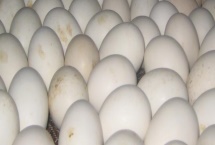 一直37度能不能孵出小鸡，能孵出但是成功率会降低