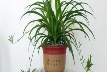 有哪些可以净化室内空气的花卉植物，包括芦荟、吊兰、白掌等品种