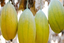 种植瓜蒌的前景，目前来看市场需求较大