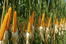 文单151玉米种子特征介绍，在中上等肥力地块种植