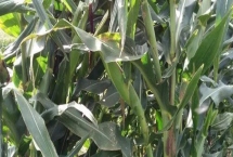 高产的玉米种子品种有哪些,常见的有中科玉505、登海605等