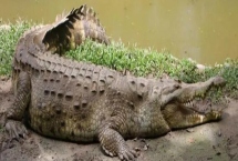 鳄鱼食量大吗，鳄鱼的体型大所以食量也比较大