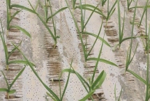 种植大蒜怎么覆盖地膜，播种后先浇水、水分下渗再覆膜