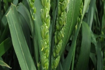 丰韵麦6号小麦种子产量特性，中抗叶锈病