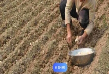 大蒜的种植方法，常采用沟播法