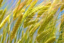 临麦13小麦种简介，每亩基本苗15-20万
