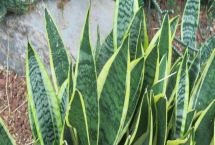 金边虎尾兰怎么养，养殖期间让它时常接触阳光