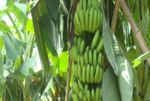 矮蕉的价格，在主产地的售价为0.9-2元左右/斤