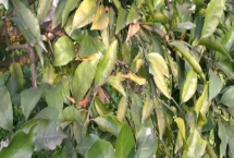 橘子树叶片发黄如何处理，光照过强可搭建遮阴棚