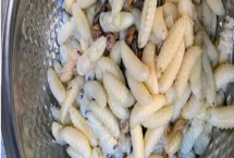 养殖蛋白虫的方法，每天早中晚各喂一次