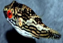 红斑马娃娃鱼好不好养,饲养难度大不适合新手