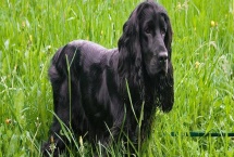 可卡的价格，市场上的常见品种一只需要800-2000元左右