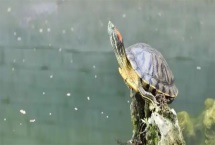 巴西龟外壳翘能恢复吗，要看它们翘壳的情况