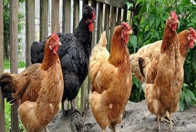 鸡突然死了的原因，可能是疾病性猝死或应激性猝死等