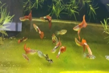 孔雀鱼的氧气要求，密度比较高则需要打开氧气