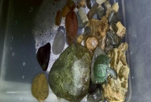 小乌龟吃什么，虾肉、鱼肉和瘦肉适合其生长发育