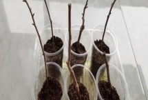 怎么扦插三角梅，剪取健康的枝条插入土壤中