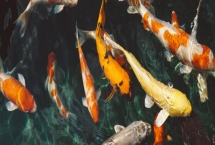 锦鲤产子前的症状，雄鱼的鱼鳍上会出现几个白色的小点