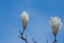 玉兰花的寓意，寓意忠贞爱情、知恩图报等
