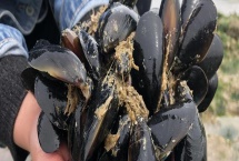 海虹的价格，内陆地区的售价高于沿海地区