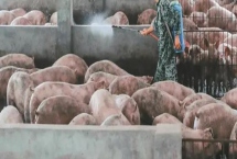 在没有非瘟的地区养生猪要注意什么，需避免从疫区购买种猪