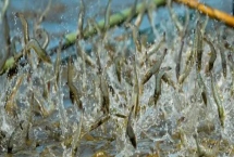 怎么养虾，每天早上、傍晚都要喂食