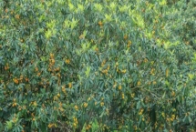 枇杷的管理方法，现核时要追施壮果肥