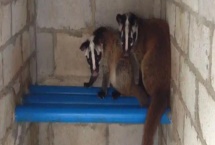 养殖果子狸的前景，在国内处于起步阶段市场需求正日益增长