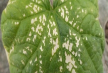 黄瓜的叶片上为什么出现白斑，可能是冷风直吹、温度不当、农药过量等因素导致