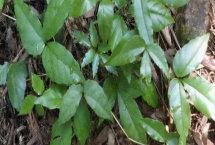 三叶青的种植前景，能卖到上千元一公斤