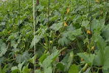 西葫芦亩产多少斤，亩产量在三千至一万斤左右